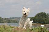 WESTIE 403